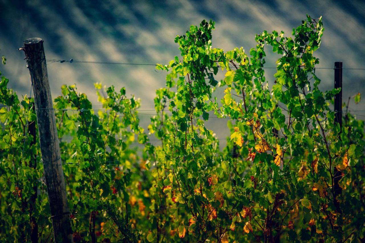 Filodivino Wine Resort & Spa 圣马赛罗 外观 照片